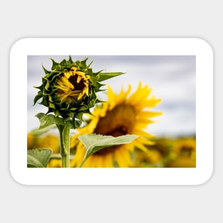 Sunflower Field Sticker